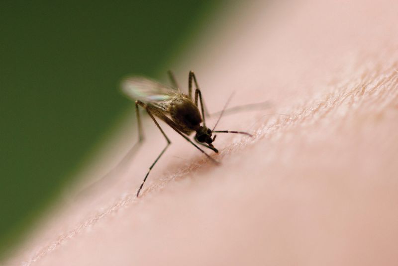 Mosquito