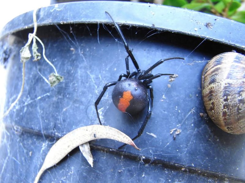Spiders