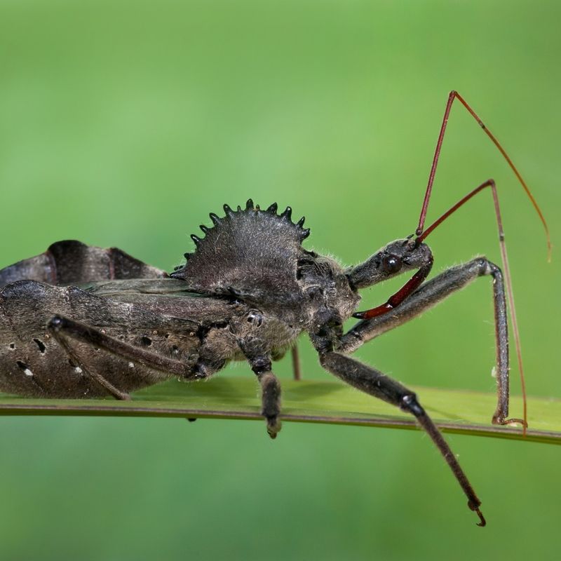 Wheel Bugs