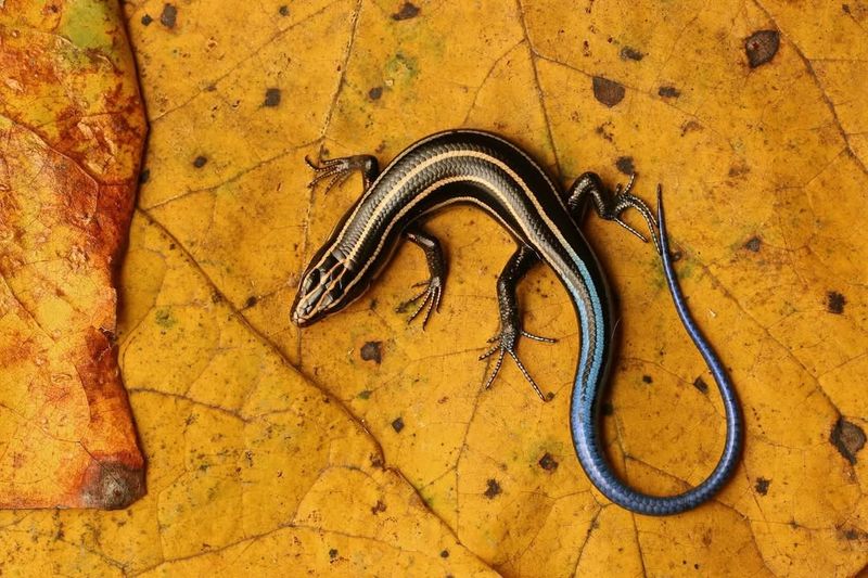 Five-Lined Skinks