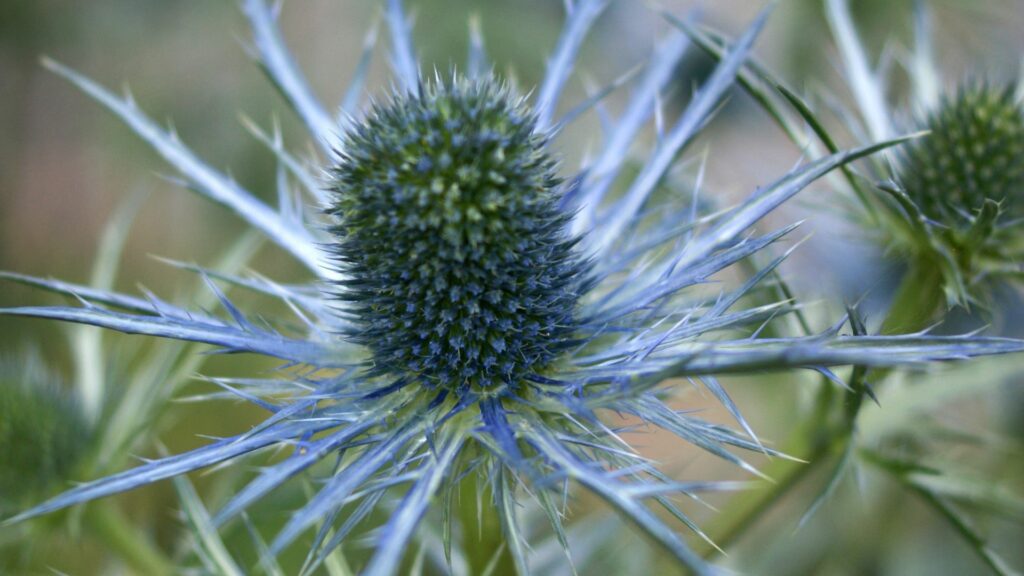 Sea Holly (Eryngium)