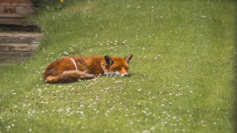 Hire Professional Wildlife Removal