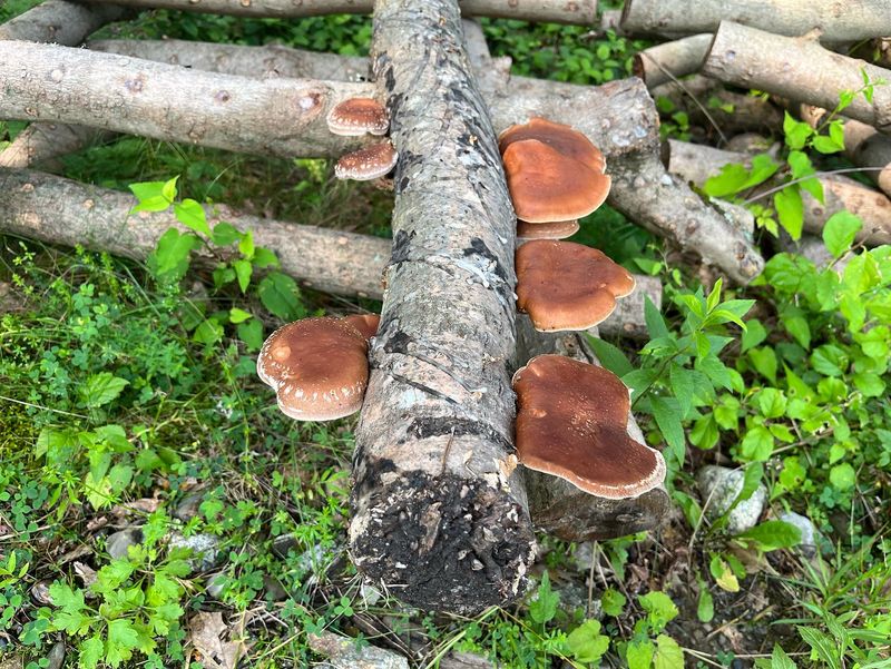 Label Your Logs