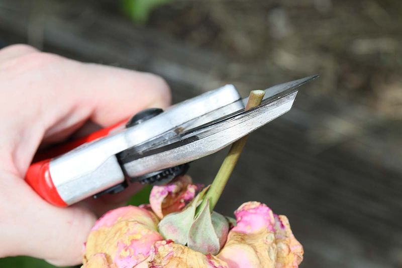 The Angled Cut Technique