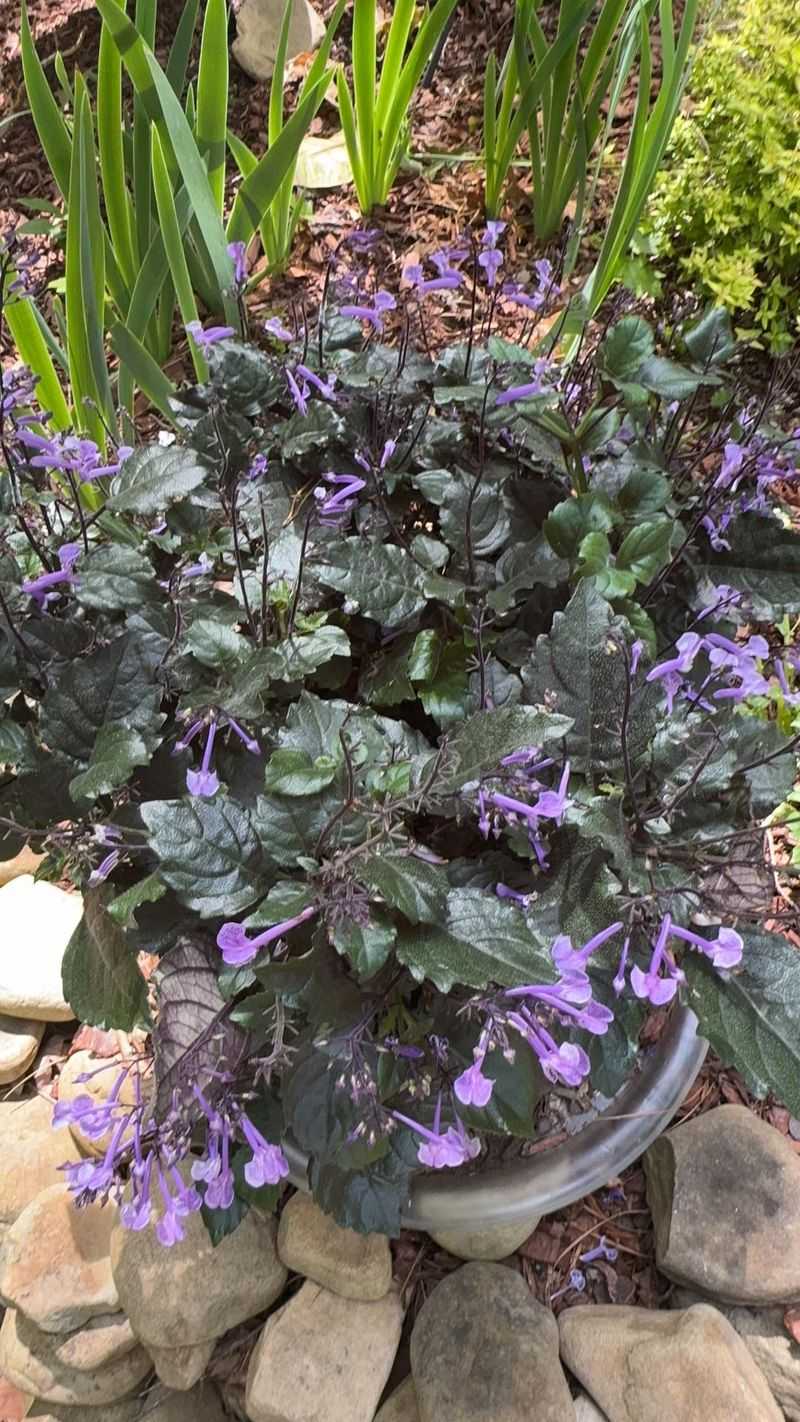 Overwintering Excellence