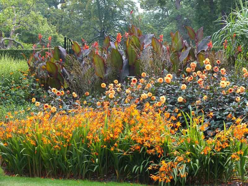 Tropical Hot Spot With Cannas And Crocosmia