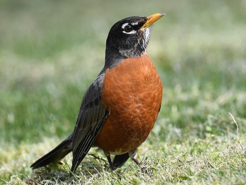 Territorial Behavior Limits Feeder Use