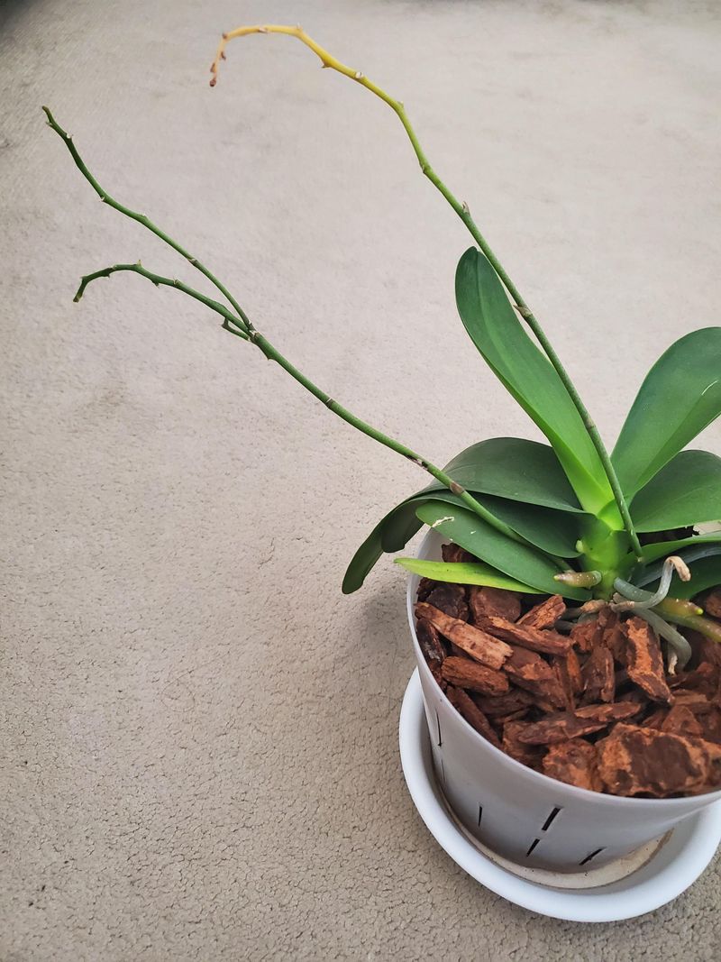 Light Pruning Technique