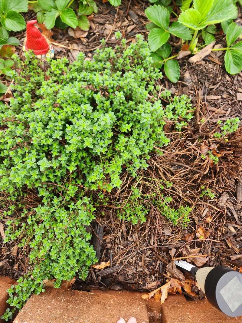 Mulching Mistakes