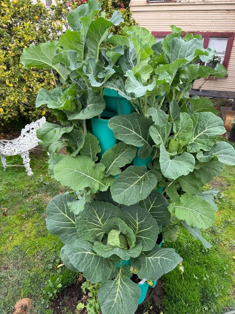 Vertical Growing Solutions