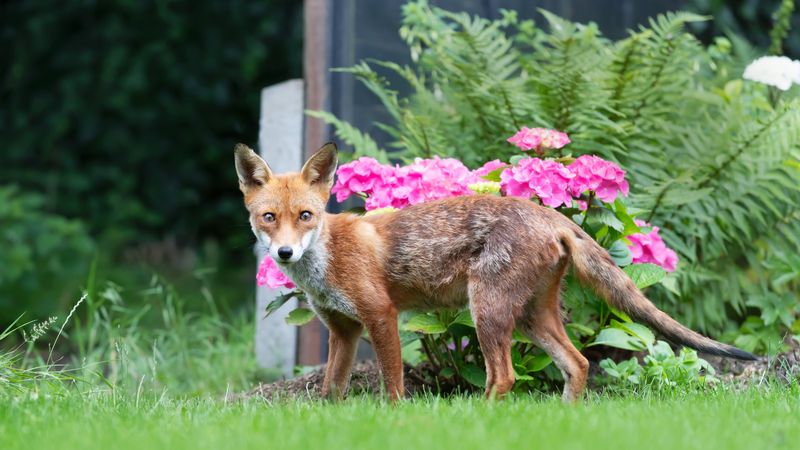 Predator Urine: Biological Warning System