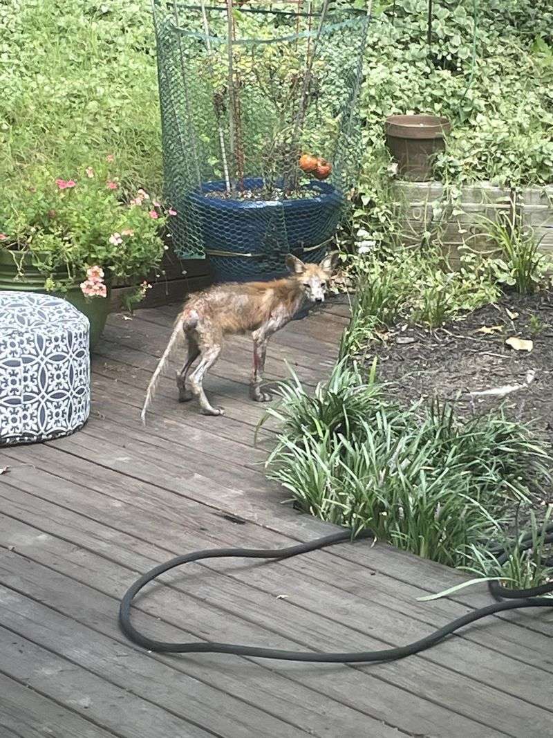 Call Animal Control For Unusual Behavior