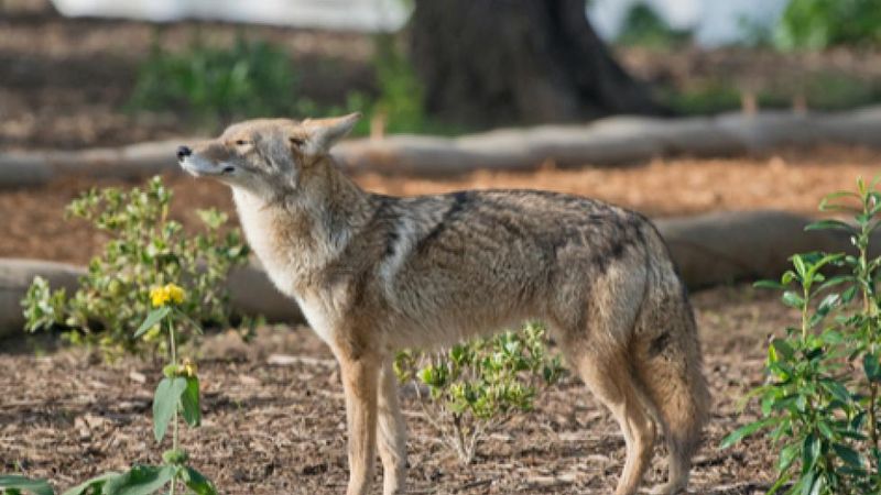 Remove Attractants From Your Property