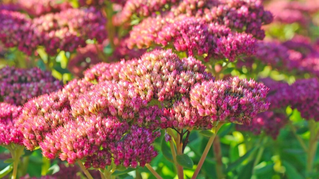 sedum