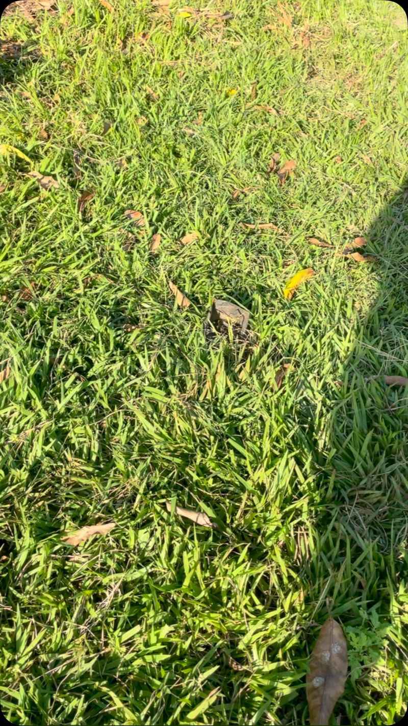 Buffalo Grass