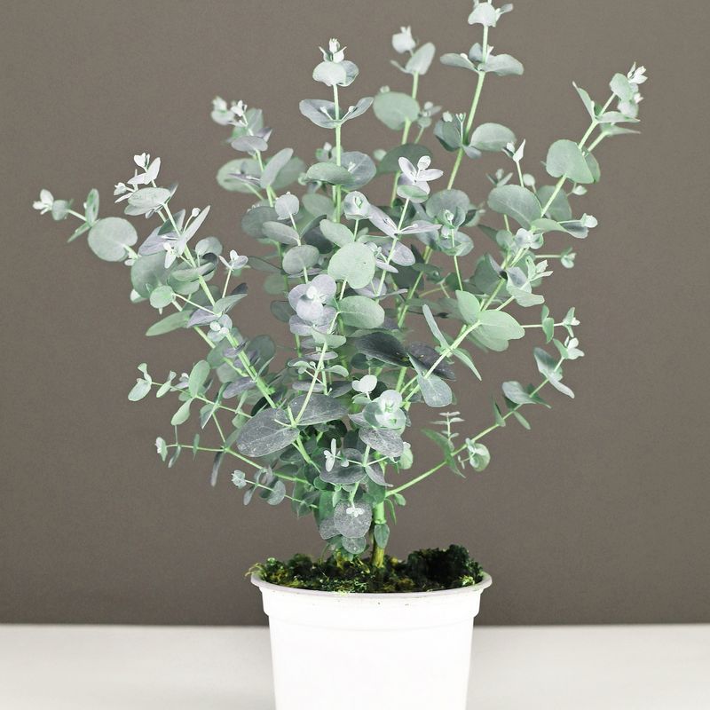 Eucalyptus