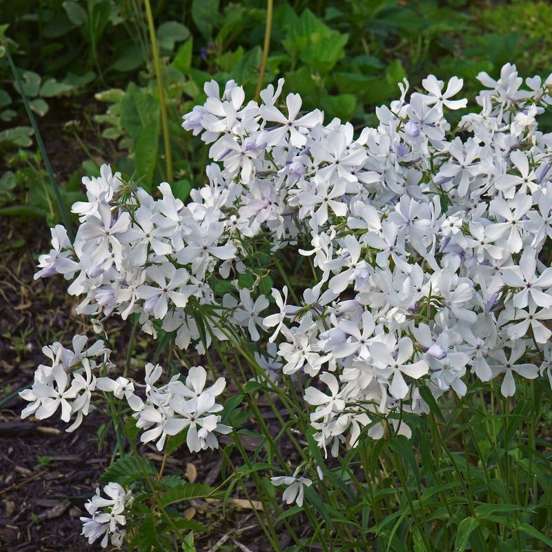 Sweet Woodruff