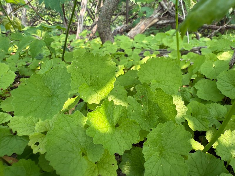Bishop's Weed