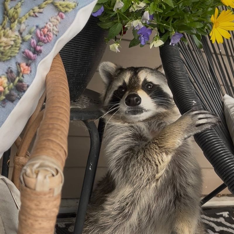 Free Yard Cleanup Service