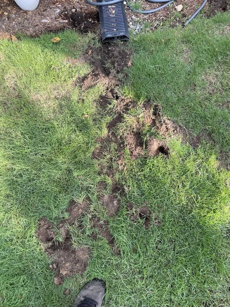 Soil Aeration Benefits
