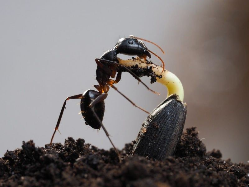 Weed Seed Destroyers