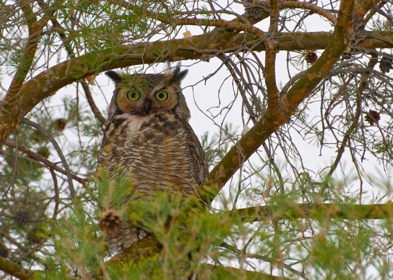Hawk and Owl Attractors