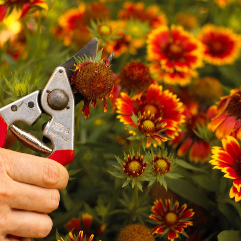 Disease And Pests Target Declining Blooms