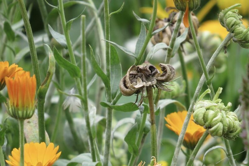 Drooping Flower Heads