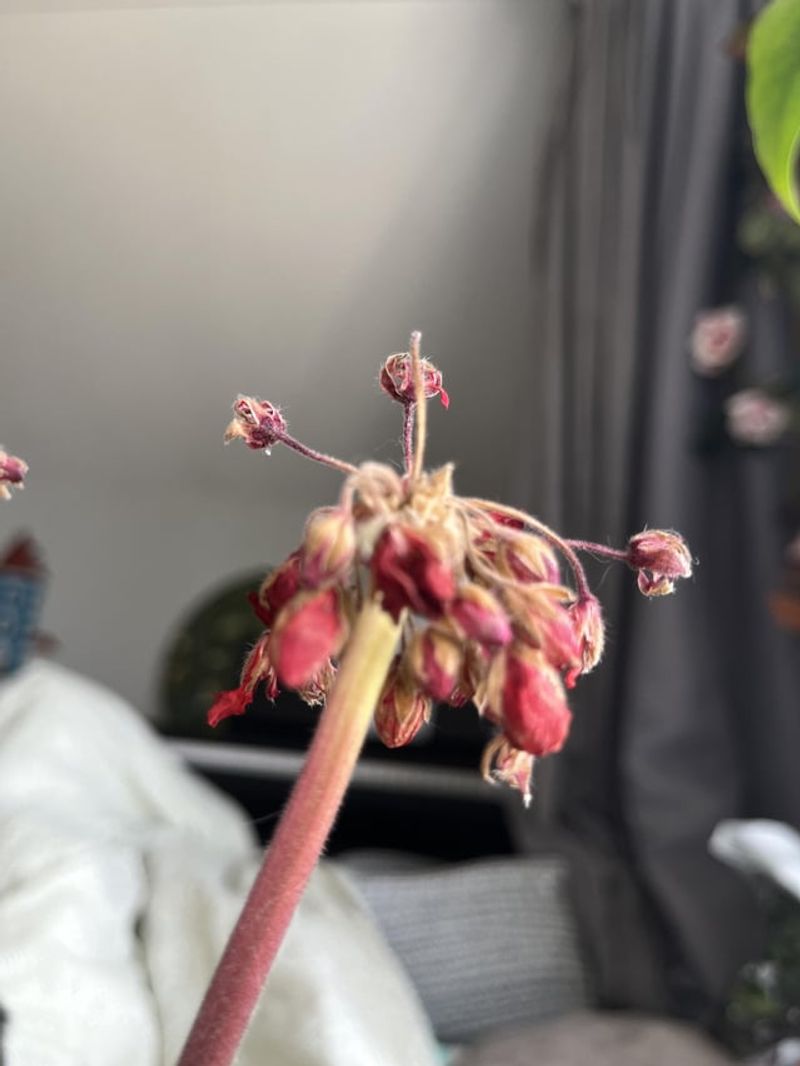 Drooping Flower Clusters