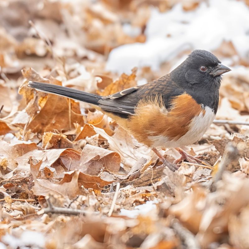 Leaf Litter Zones For Ground-Feeders
