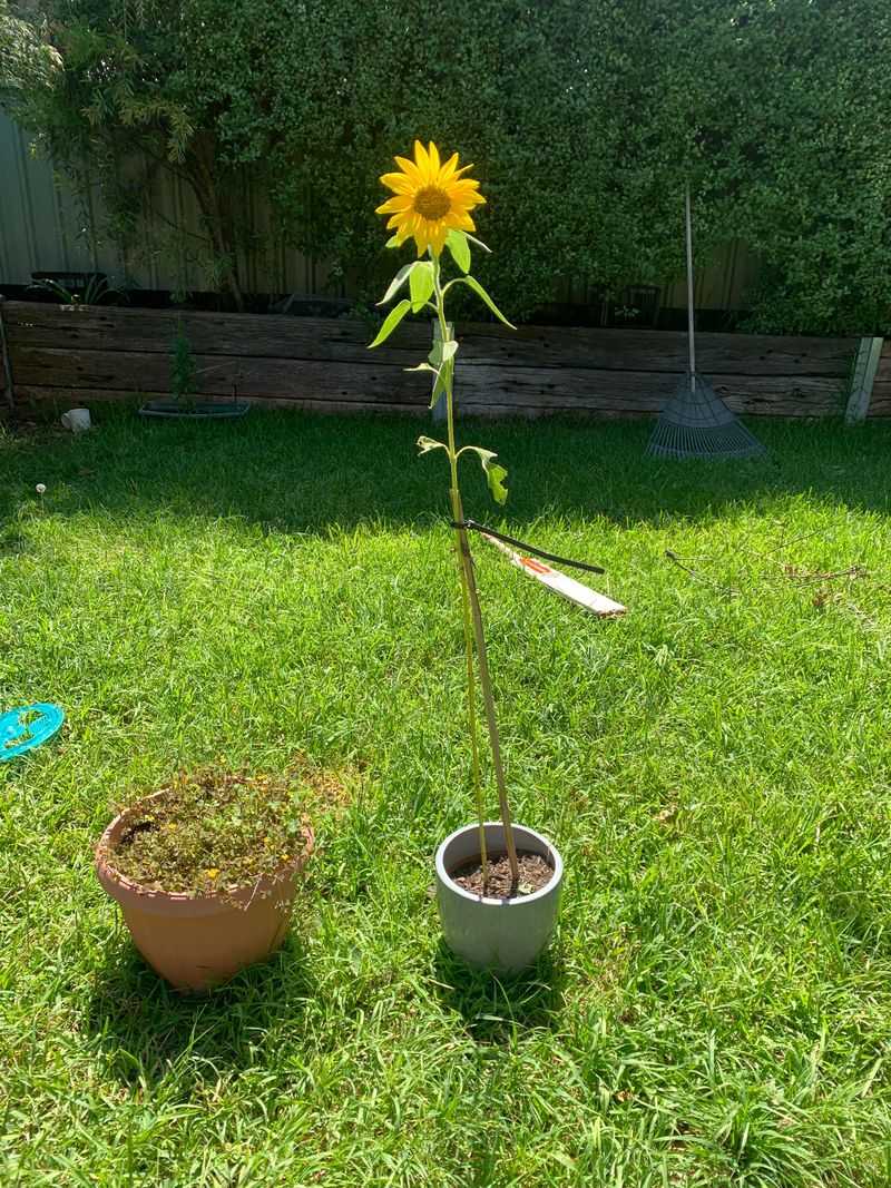 Planting Too Early