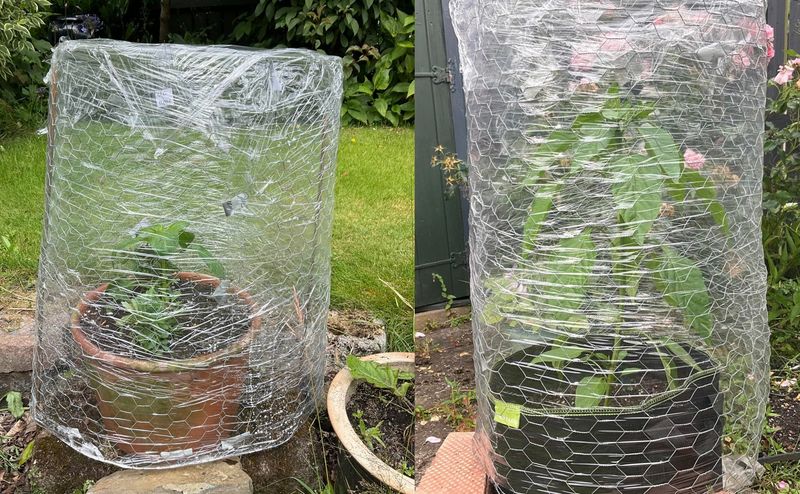 Temporary Cloche Alternatives