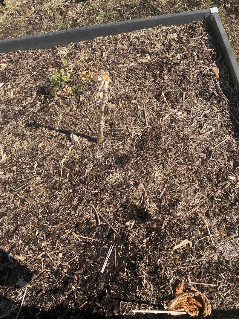 Prepare the Soil