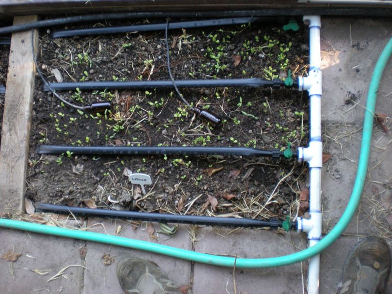 Avoid Overhead Irrigation