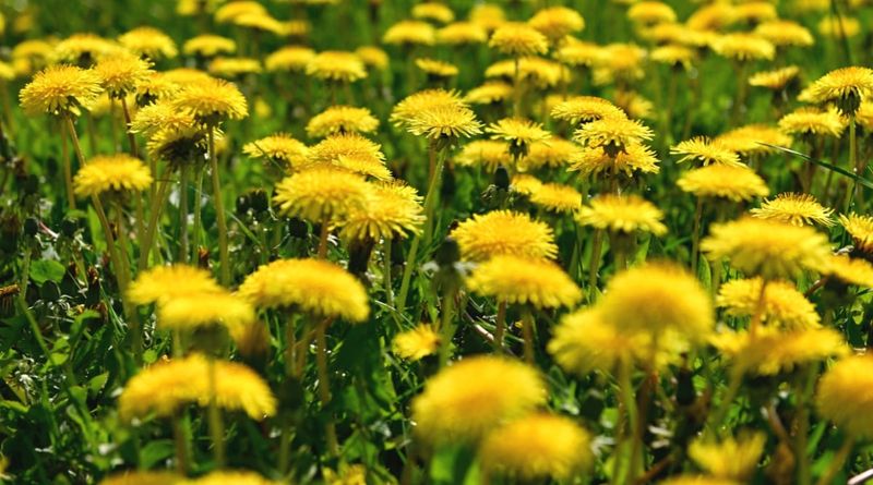 Plant In Clusters With Spacing