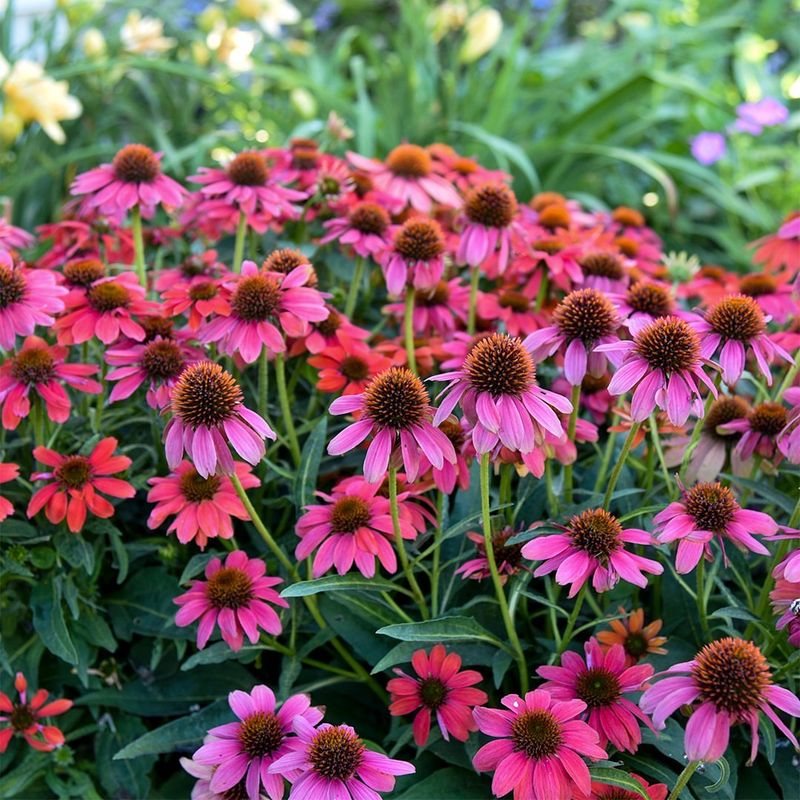 Handle With Care To Prevent Seed Loss