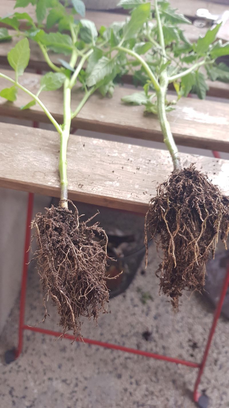 Root Temperature Regulation