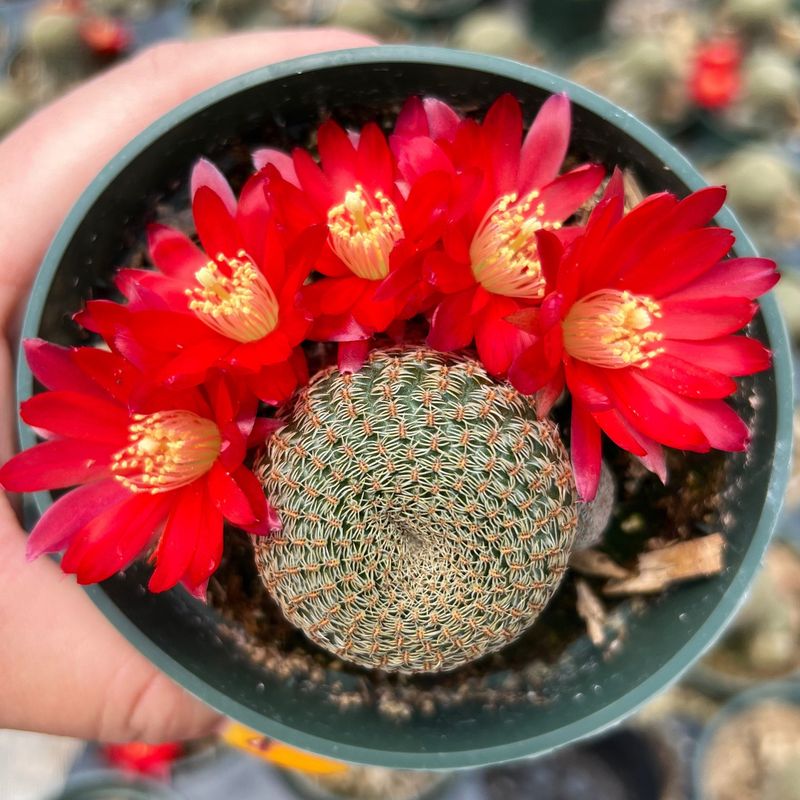 Rebutia fiebrigii