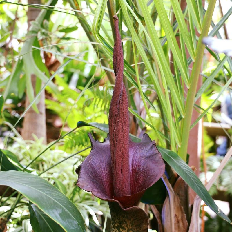 Voodoo Lily
