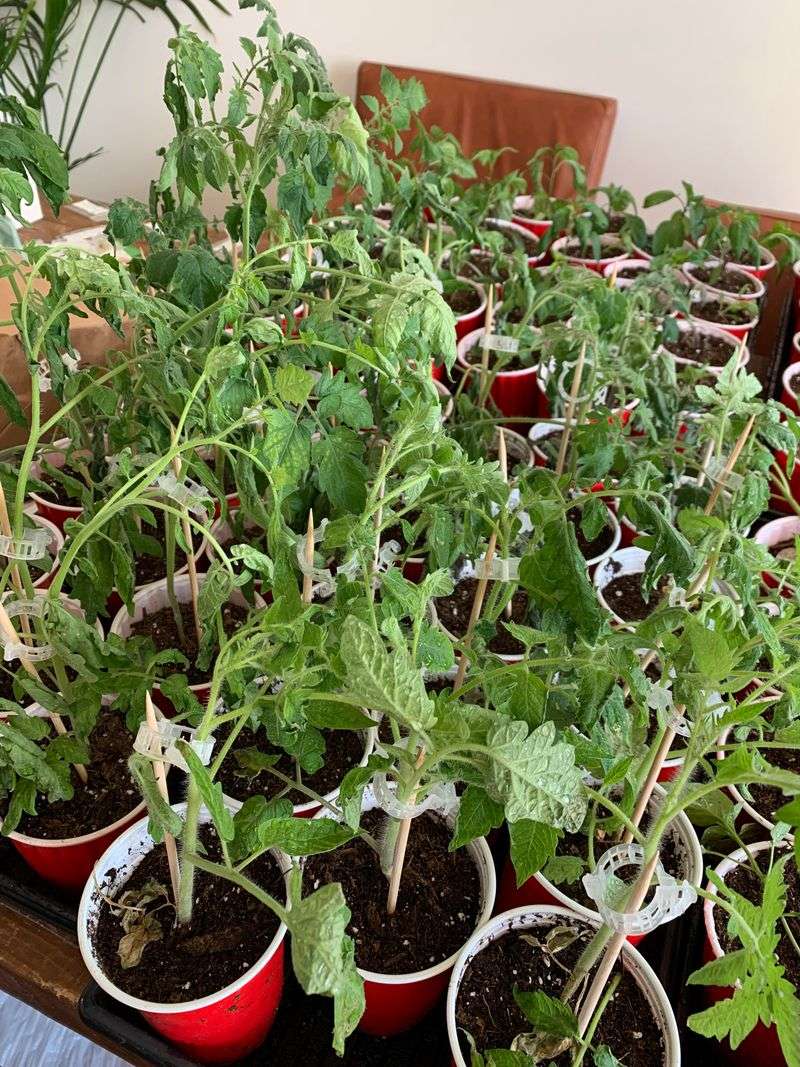 Harden Off Before Transplanting
