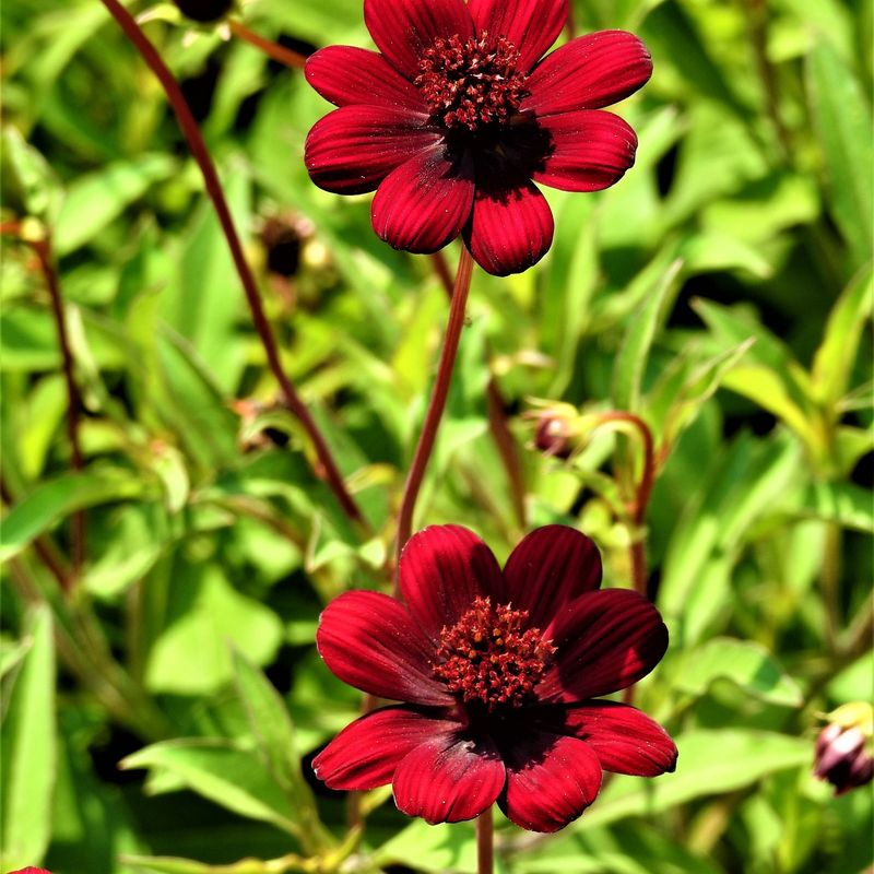 October's Chocolate Cosmos Mystery