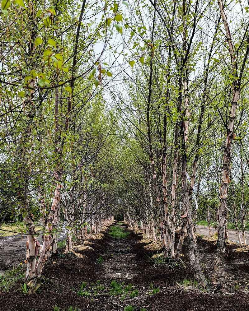 River Birch