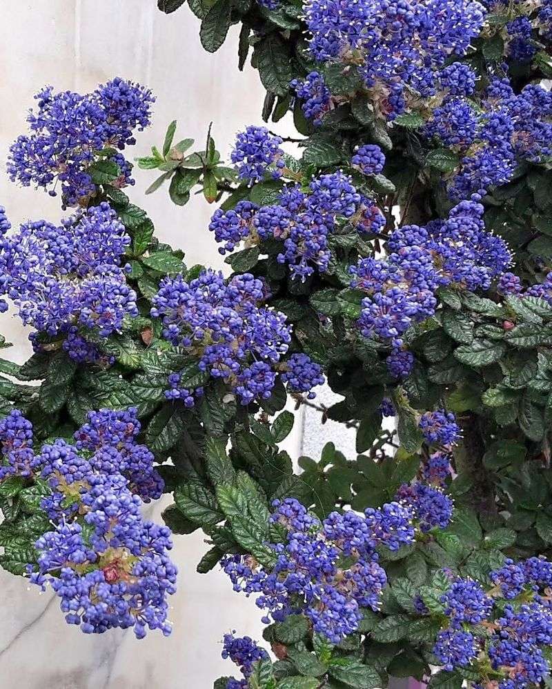 Wild Lilac