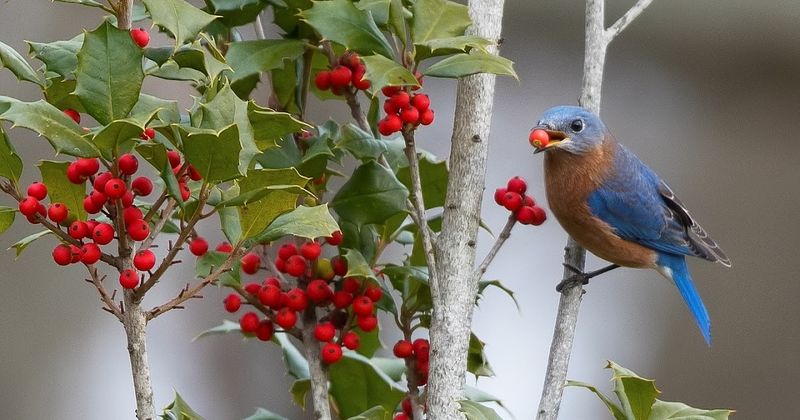 Holly Shrubs