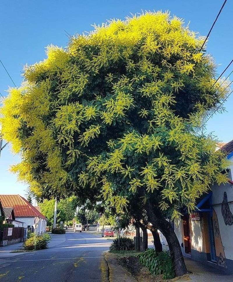 Golden Rain Tree