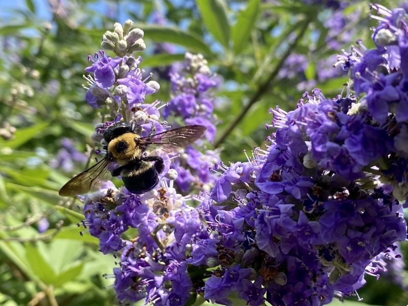 Vitex