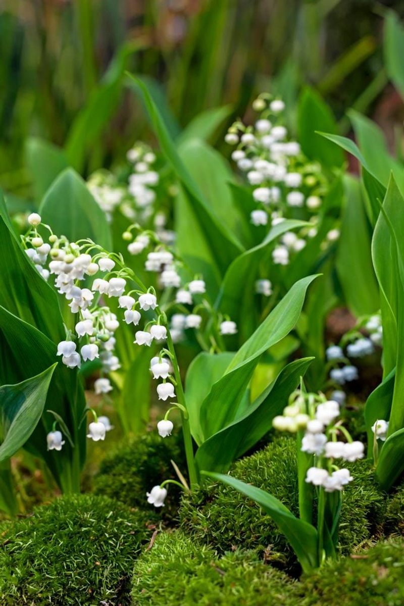 Aggressive Spreading Habit