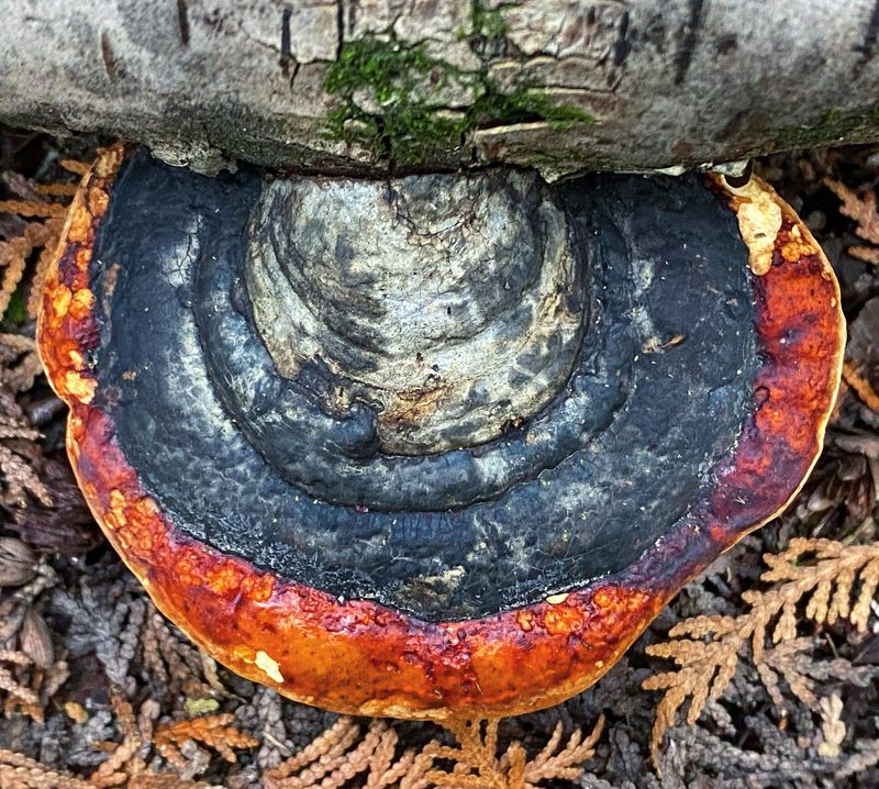 Conifer False Tinder Fungus (Fomitopsis pinicola)