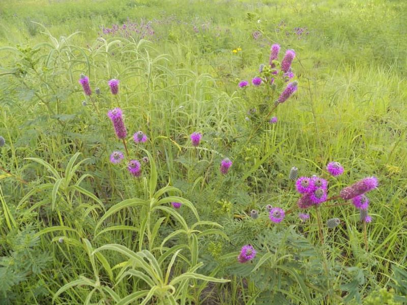 Unmowed Meadow Patches
