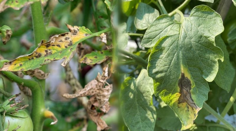 Increased Fungal Disease Risk